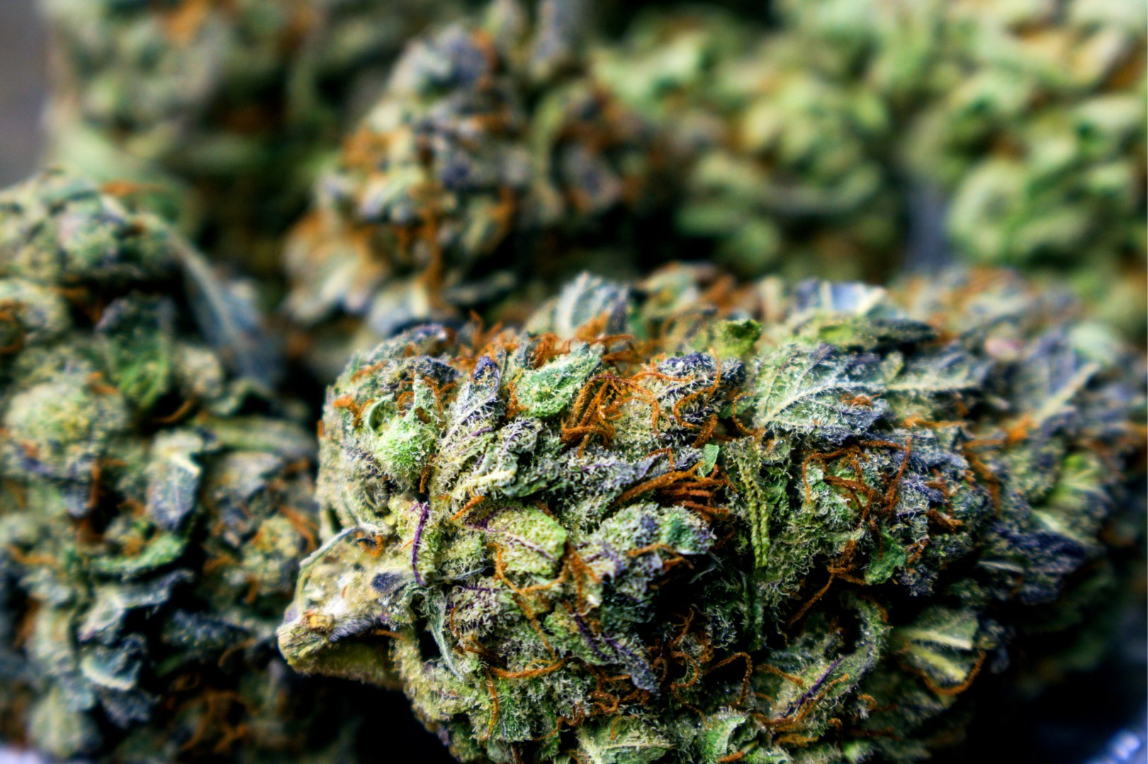What Are CBD Buds? And Why You Should Try Them - CBD Flowers