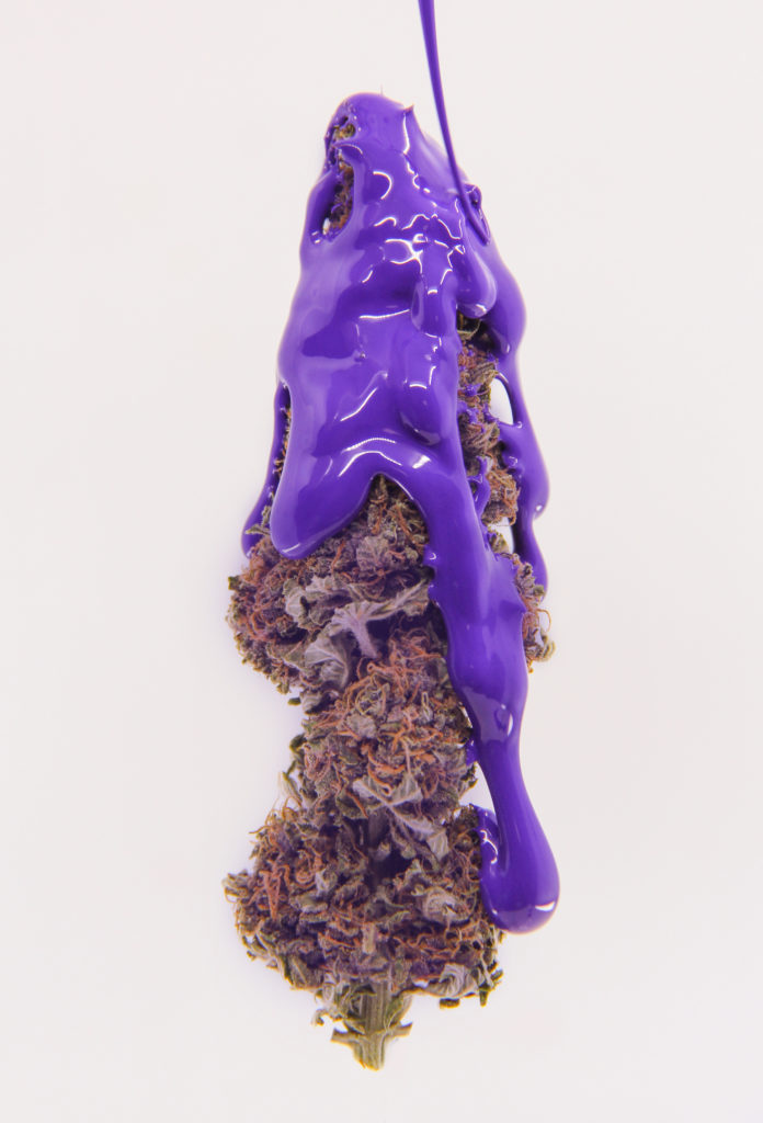 Best indoor flowers: Love purple? Try the Purple Urkle 