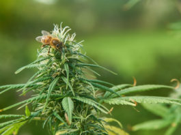cannabis and bees