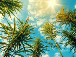 cannabis landrace strains